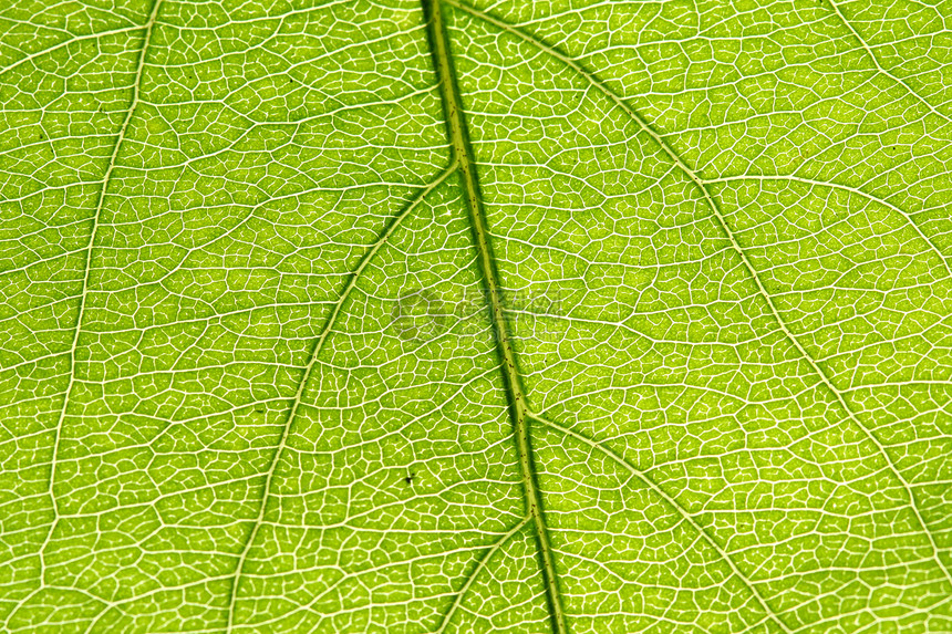 绿叶静脉阴影花园异国网格桦木宏观植物阳光光合作用床单图片