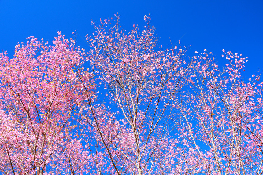 狂野喜马拉雅山樱花天空季节花朵植物公园蓝色墙纸农村木头荒野图片