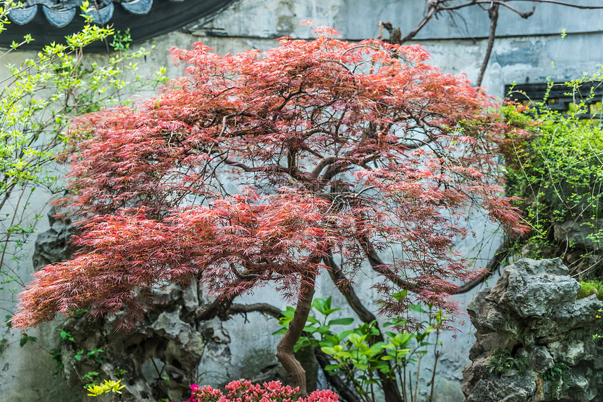 上海中国Yuyuan花园图片