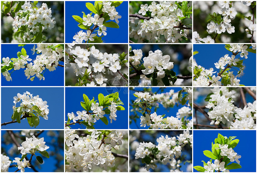 苹果花花天空苹果树果园花瓣绿色蓝色生长宏观植物叶子图片