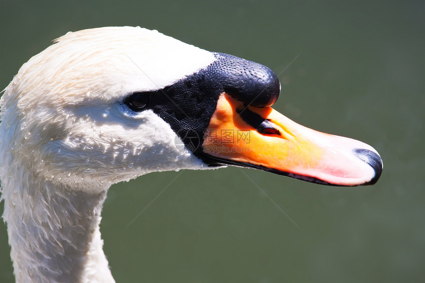 白天鹅白色羽毛脖子野生动物荒野动物图片