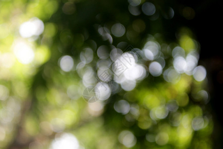 Bokeh自然林背景阳光圆圈文摘白色自然色彩树叶背景图片