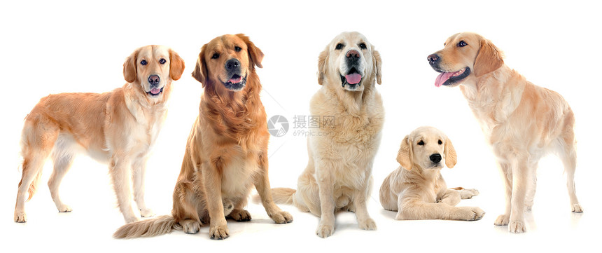 金毛猎犬白色犬类团体工作室动物棕色猎狗小狗猎犬宠物图片