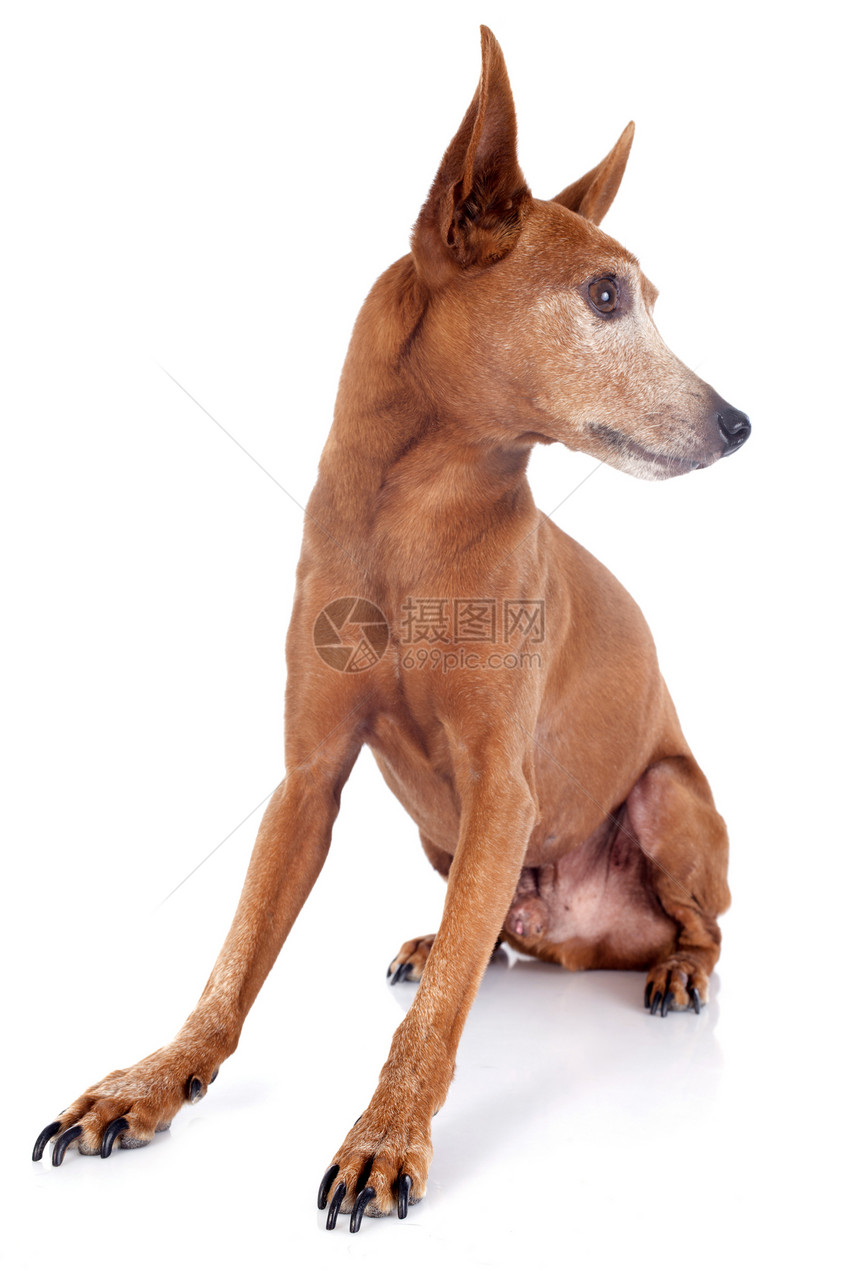 高级微型针头动物宠物工作室棕色犬类图片