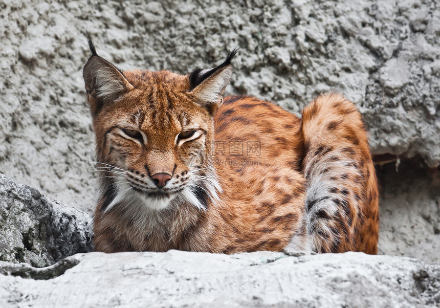 Lynx 林克哺乳动物捕食者荒野眼睛动物外套食肉野生动物毛皮动物园图片