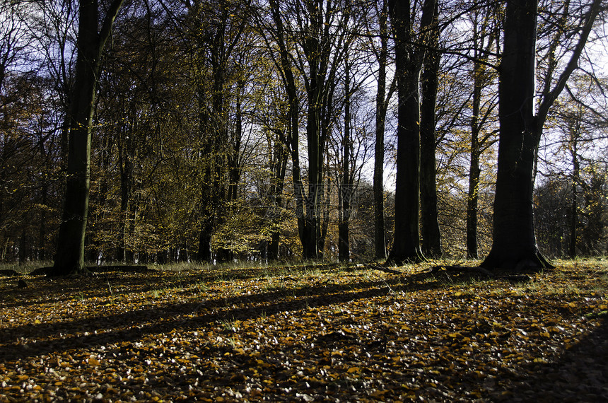 秋末Beech森林季节性林地山毛榉季节太阳阳光场景叶子风景荒野图片