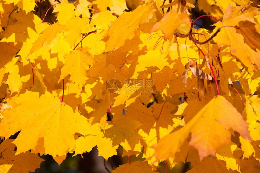 秋季太阳植物叶子公园棕色森林植物群环境活力晴天图片