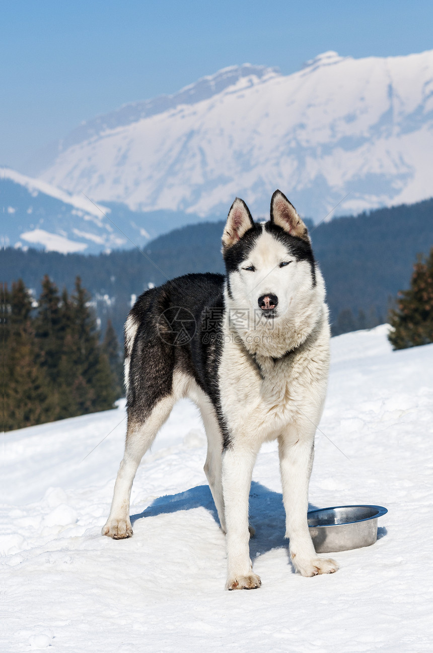 雪中西伯利亚胡斯基草原动物眼睛宠物蓝色哺乳动物跑步荒野犬类毛皮图片