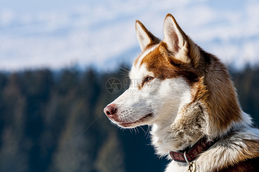 雪中西伯利亚胡斯基毛皮蓝色动物宠物眼睛哺乳动物草原良种鼻子荒野图片