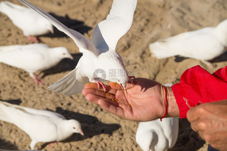 喂养鸽子鸟类水平公园面包屑白色食物动物手臂图片