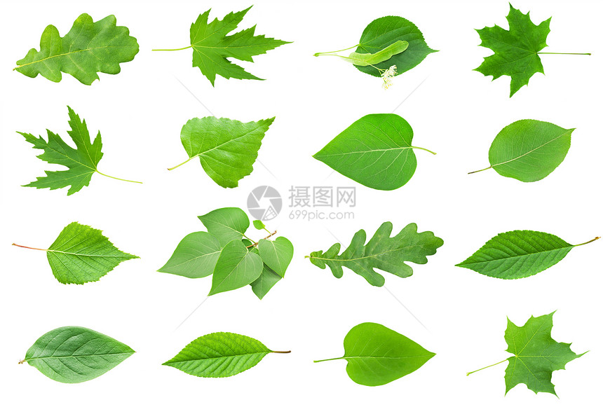 绿假植物橡木生活白色植物学环境花园植物群草本生长图片