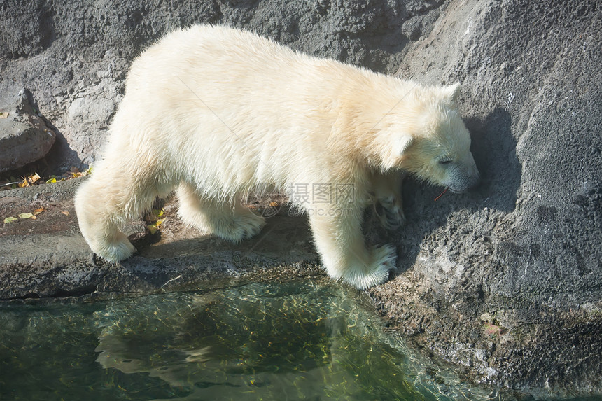 北极熊濒危动物园游泳力量野生动物幼兽毛皮荒野动物爪子图片