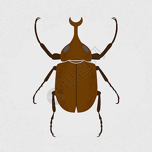 鹿角甲虫 最大的甲虫 eps10矢量格式标本插画家鞘翅目木头灭绝漏洞宏观保护宠物林地设计图片