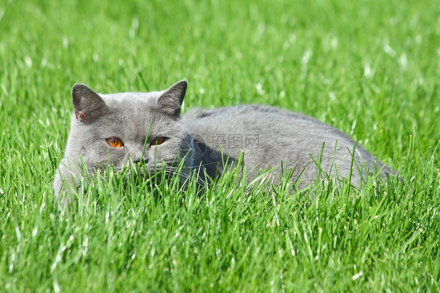 草地上的灰色英国猫小猫场地说谎动物花园宠物毛皮猫科绿色姿势图片