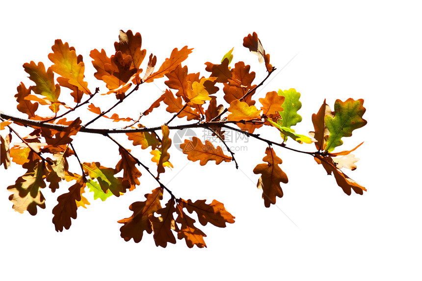 树上的彩色叶子 在白色上被隔绝图片