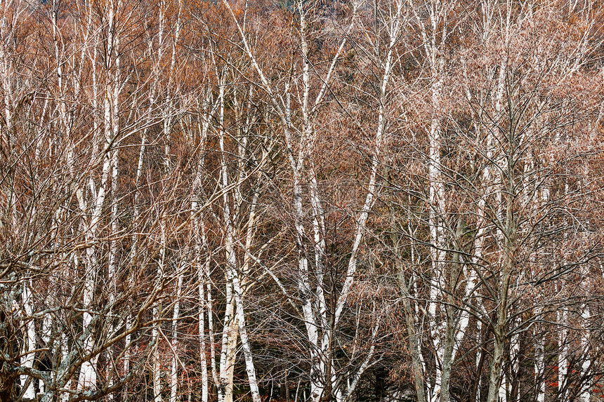 秋季森林树干松树黄色植物乡村丛林叶子人行道环境芦苇图片
