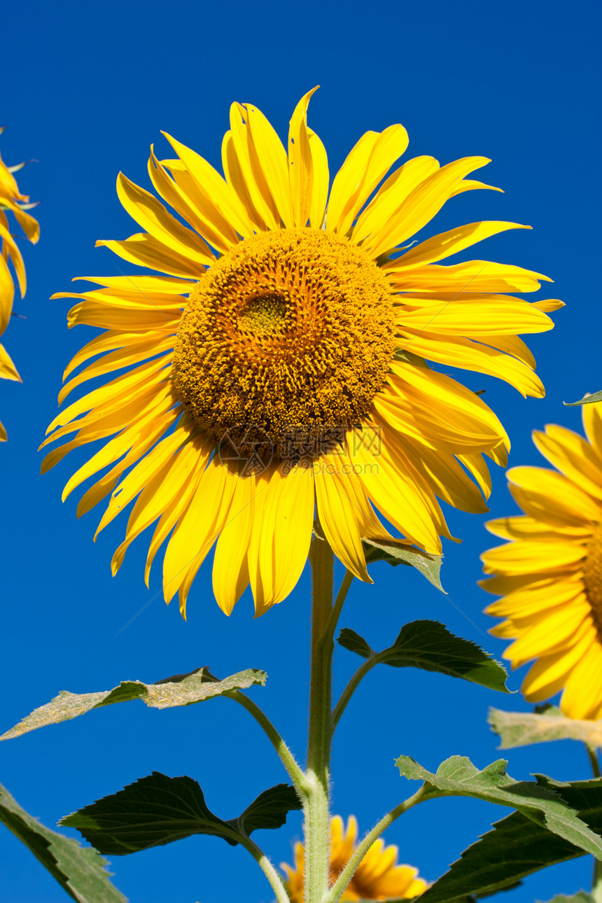 向日向季节叶子花瓣太阳阳光植物群天空植物黄色蓝色图片