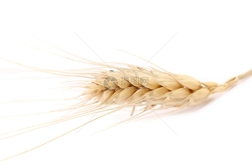 靠近小麦耳朵白色植物种子宏观场地农业面包黄色核心玉米图片