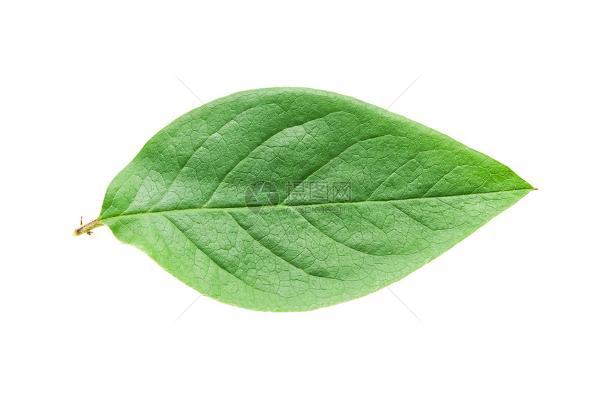绿叶叶植物学环境植物群植物生活生长宏观叶子白色草本图片