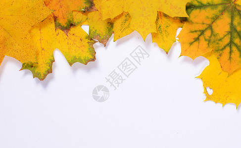 秋季树叶 为文字留出空白绿色季节黄色叶子背景图片