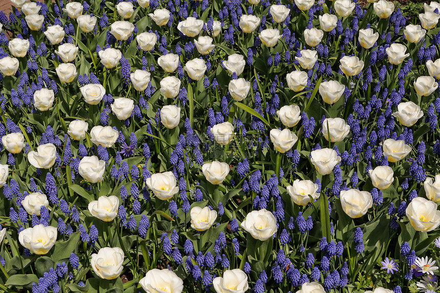 白色的郁金香 上面有蓝色的长相图片