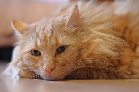 橙色挪威森林猫高清图片