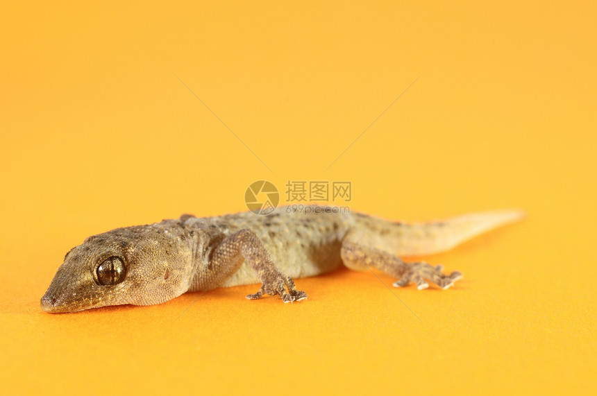 灰色盖科蜥蜴栖息地脊椎动物异国工作室爬行动物皮肤宠物动物红色壁虎图片