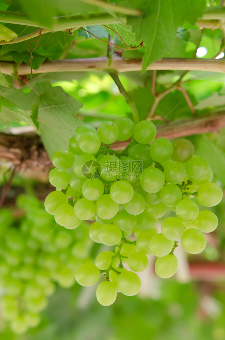 葡萄果生产食物植物叶子农场生长水果收成酒厂葡萄园图片