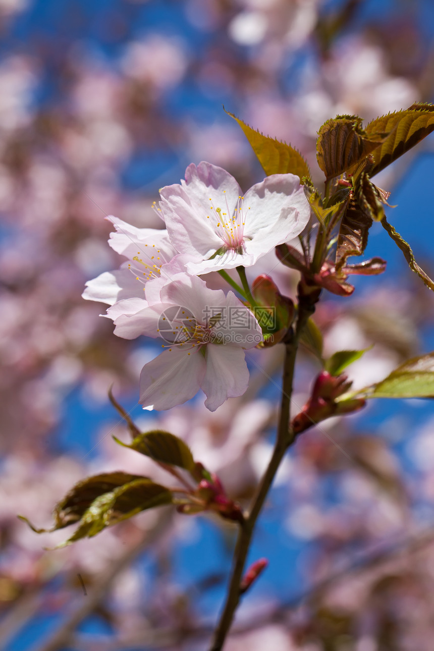 樱花花植物学粉色宏观蓝色花瓣天空花园植物群樱花季节图片