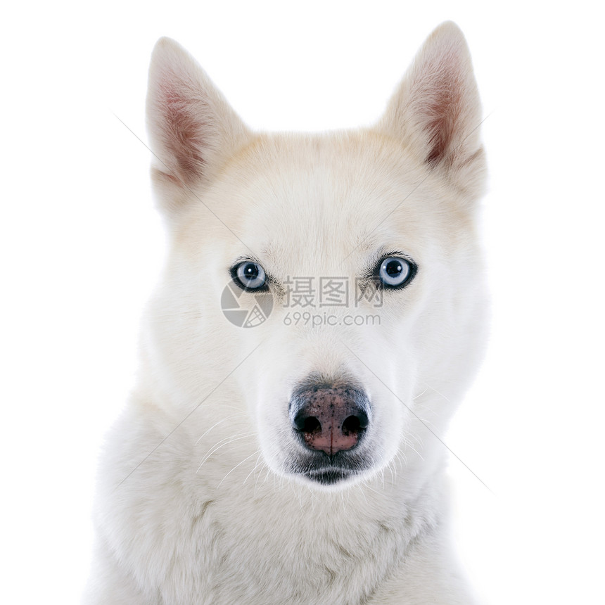 西比亚哈斯基白色灰色比赛工作室动物眼睛蓝色宠物图片