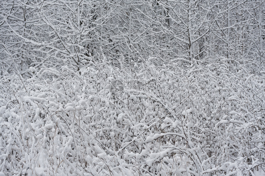 冬季森林冻结场景天气季节白色木头树木天空图片