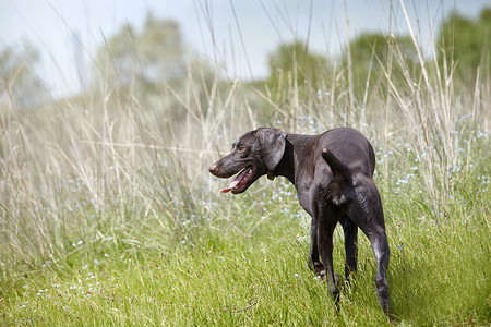 Kurzhaar在狩猎场教育忠诚男性绒毛衣领猎人草地场地短发猎犬背景图片