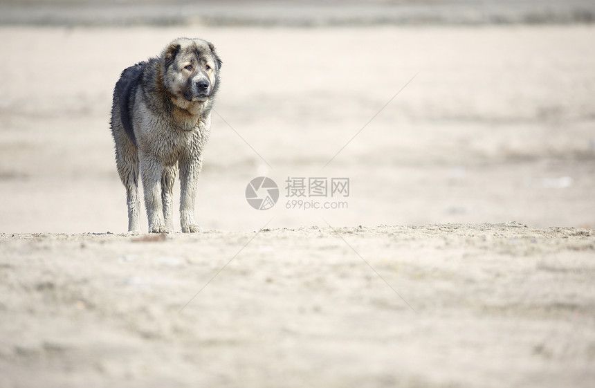 中亚洲牧羊犬哺乳动物狼狗毛皮自由宠物犬类危险捕食者闲暇水平图片