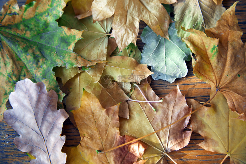 秋季树叶标本馆水平季节性橡木植物草本绿色概念黄色图片
