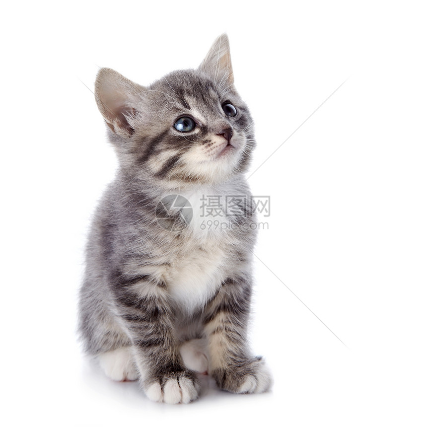 灰色条纹小猫好奇心耳朵农场宠物乐趣动物虎斑晶须哺乳动物猫科图片
