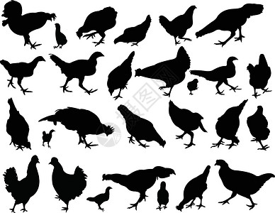 双椒鸡鸡的双光向矢量白色拼贴画荒野插图黑色家禽农业公鸡插画