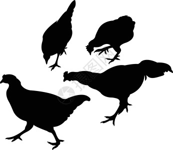双椒鸡鸡的双光向矢量黑色农业家禽拼贴画公鸡白色荒野插图插画