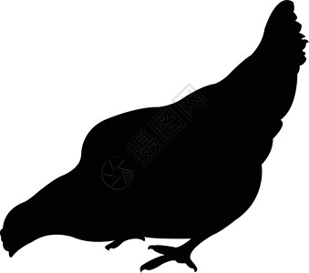 鸡的轮廓荒野家禽插图白色黑色农业公鸡背景图片