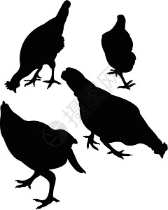 双椒鸡鸡的双光向矢量白色荒野家禽黑色插图农业公鸡拼贴画插画