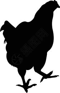 鸡的轮廓农业家禽公鸡荒野黑色白色插图背景图片