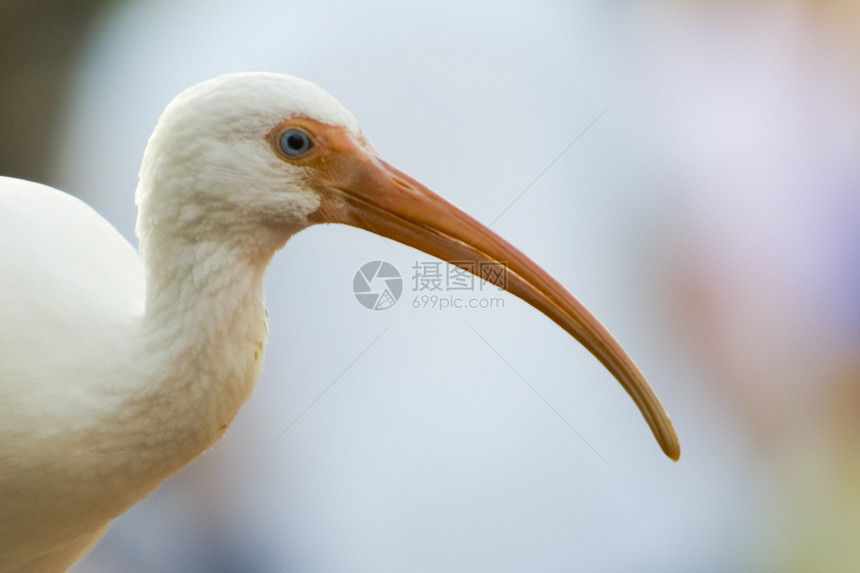 美籍白人Ibis前景生命生活鸟类主题摄影水平野外动物动物野生动物图片
