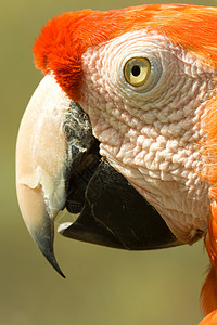 Arara 鹦鹉背景图片