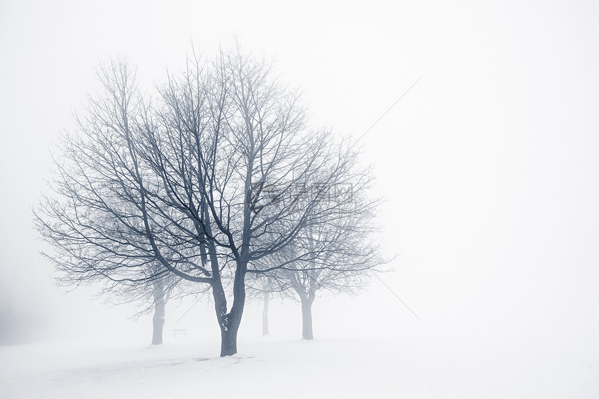 雾中的冬树薄雾分支机构剪影多云天气团体风景蓝色白色树干图片