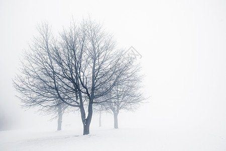 北湖雪雾薄雾雾中的冬树薄雾分支机构剪影多云天气团体风景蓝色白色树干背景