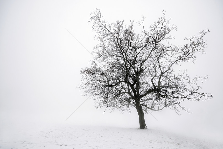 雾中冬树黑色薄雾场景天气白色灰色多云树干树木分支机构图片