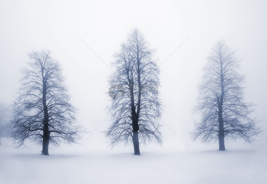 雾中的冬树团体风景蓝色分支机构调子薄雾树干场景多云剪影图片
