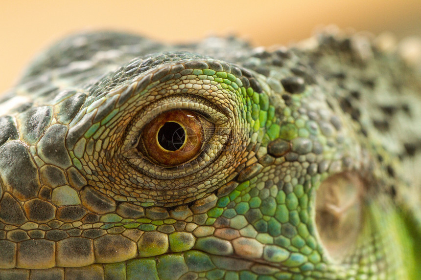 Iguana 眼睛宏观瞳孔爬行动物橙子荒野皮肤鬣蜥热带蓝色爬虫图片