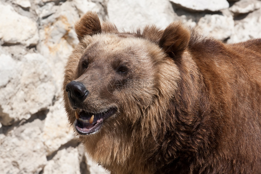 熊动物园毛皮男性野生动物哺乳动物力量捕食者危险牙齿动物图片