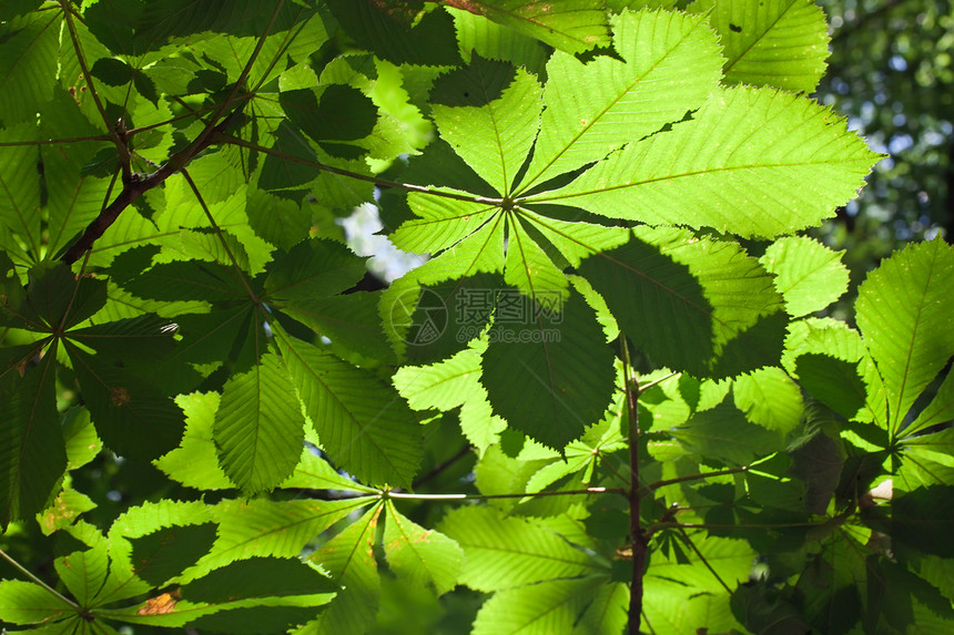 休假背景背景叶子绿色阳光植物树木生长太阳环境板栗森林图片