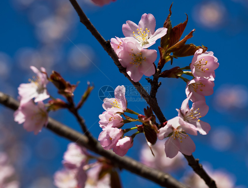 樱花花粉色宏观花园蓝色季节樱花植物植物学天空花瓣图片